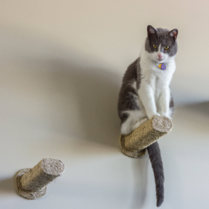 Wall steps